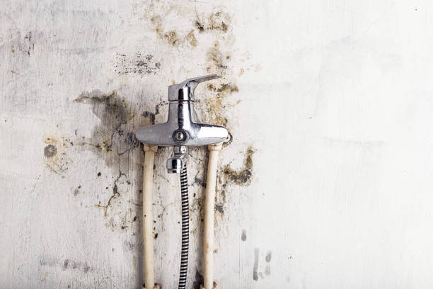 Office Mold Removal Services in Delano, MN