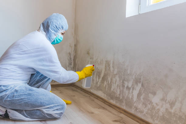 Best Attic Mold Removal  in Delano, MN