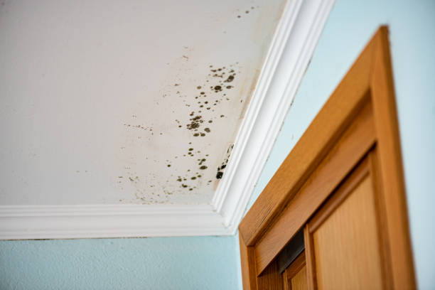 Best Mold Remediation  in Delano, MN