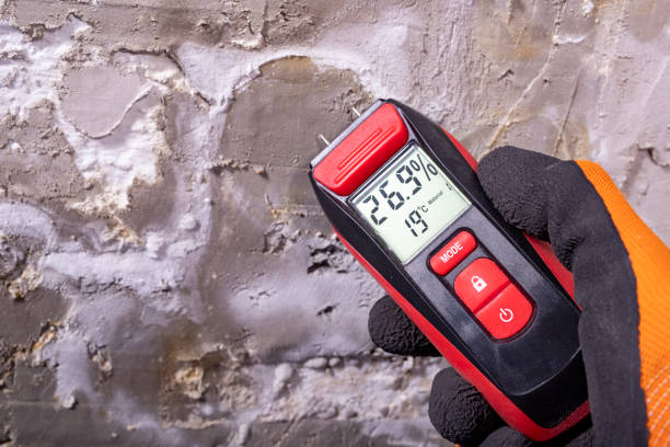 Best Mold Remediation  in Delano, MN