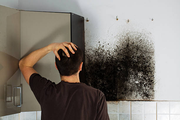 Best Mold Damage Repair  in Delano, MN