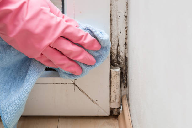 Best Fast Mold Removal  in Delano, MN